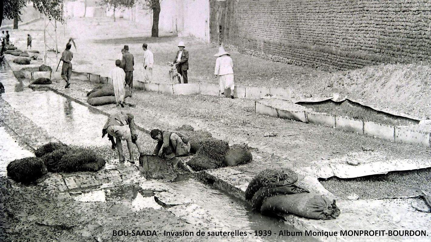 1- Bou-Saada 1939 Invasion de sauterelles (1).JPG